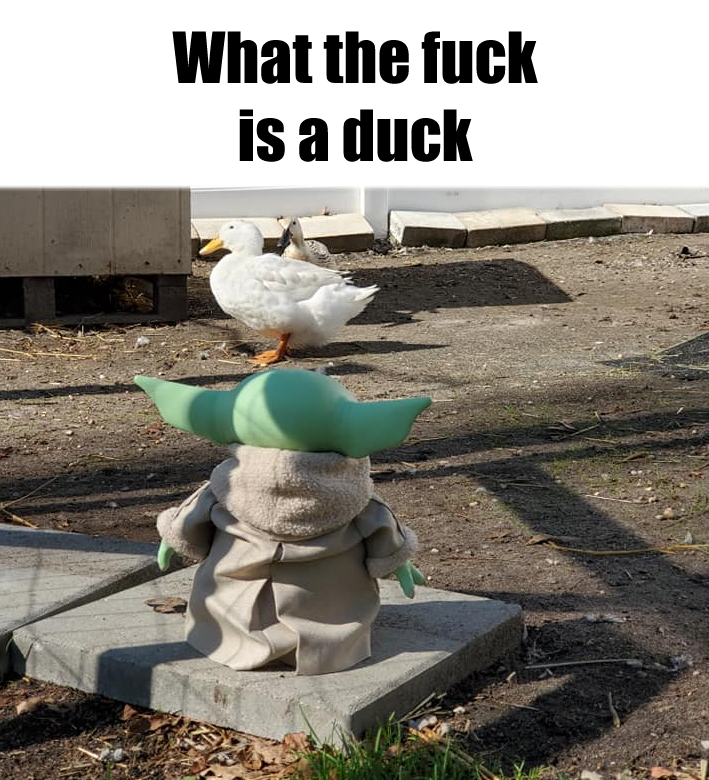 This meme is a humorous image featuring a character from the Star Wars franchise, Baby Yoda, standing on a rock and looking at a duck. The text above the image reads "What the f**k is a duck?" in a playful, sarcastic tone, implying that Baby Yoda is confused by the concept of a duck. The meme is likely used to express surprise or confusion in a humorous way.